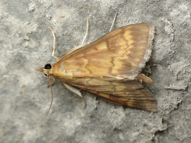 Ostrinia nubilalis (Hübner, 1796)